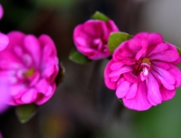 Strong pink semi double flowers